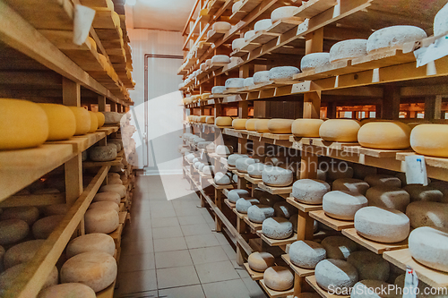 Image of A large storehouse of manufactured cheese standing on the shelves ready to be transported to markets