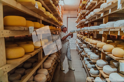 Image of A worker at a cheese factory sorting freshly processed cheese on drying shelves