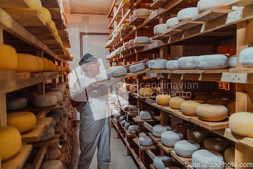 Image of A worker at a cheese factory sorting freshly processed cheese on drying shelves