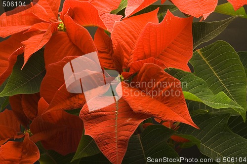 Image of Poinsettia