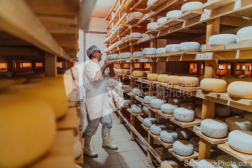 Image of A worker at a cheese factory sorting freshly processed cheese on drying shelves