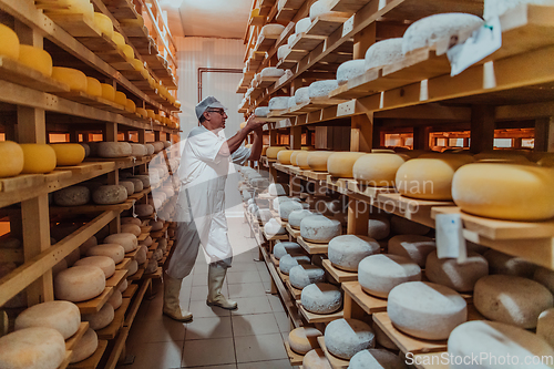 Image of A worker at a cheese factory sorting freshly processed cheese on drying shelves