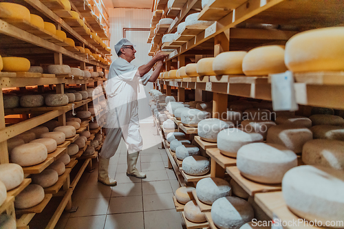 Image of A worker at a cheese factory sorting freshly processed cheese on drying shelves