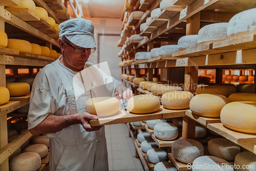 Image of A worker at a cheese factory sorting freshly processed cheese on drying shelves