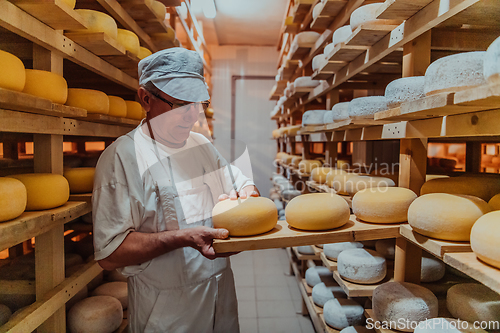 Image of A worker at a cheese factory sorting freshly processed cheese on drying shelves