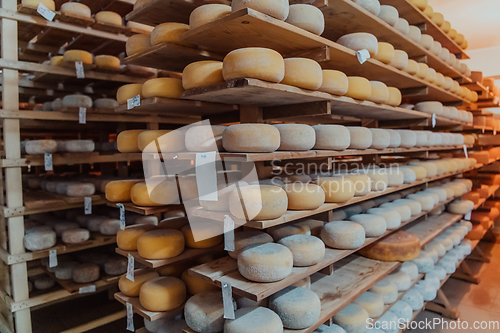 Image of A large storehouse of manufactured cheese standing on the shelves ready to be transported to markets