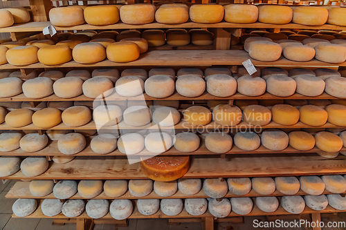 Image of A large storehouse of manufactured cheese standing on the shelves ready to be transported to markets