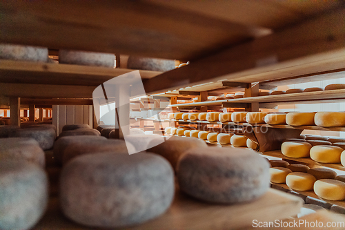 Image of A large storehouse of manufactured cheese standing on the shelves ready to be transported to markets