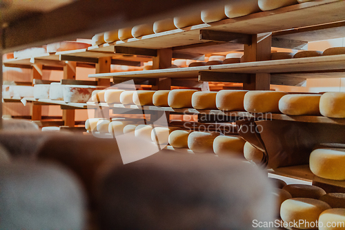 Image of A large storehouse of manufactured cheese standing on the shelves ready to be transported to markets