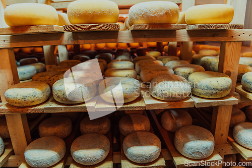 Image of A large storehouse of manufactured cheese standing on the shelves ready to be transported to markets