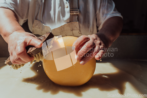 Image of A woman in the cheese industry. Woman preparing cheese for further processing process in the modern cheese industry