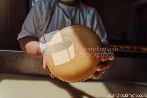 Image of A woman in the cheese industry. Woman preparing cheese for further processing process in the modern cheese industry