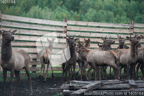 Image of marals on farm in Altay