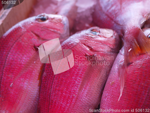 Image of red fish