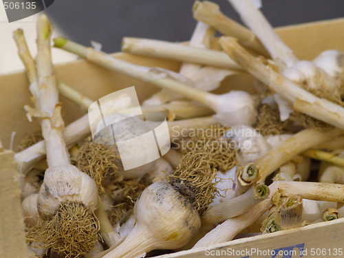 Image of garlic bulbs