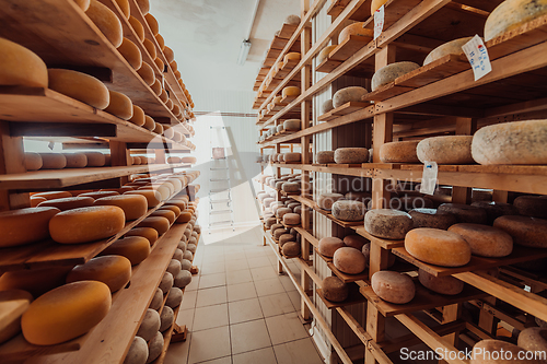 Image of A large storehouse of manufactured cheese standing on the shelves ready to be transported to markets