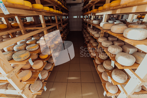 Image of A large storehouse of manufactured cheese standing on the shelves ready to be transported to markets