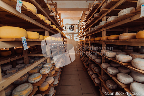 Image of A large storehouse of manufactured cheese standing on the shelves ready to be transported to markets