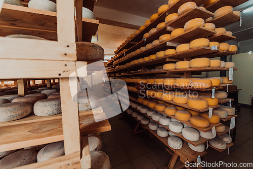 Image of A large storehouse of manufactured cheese standing on the shelves ready to be transported to markets