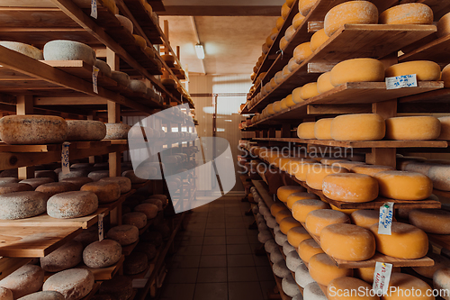 Image of A large storehouse of manufactured cheese standing on the shelves ready to be transported to markets