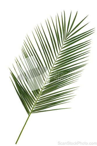 Image of Phoenix Canariensis Date Palm Leaf