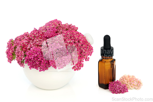 Image of Achillea Yarrow Flower Naturopathic Herbal Medicine 