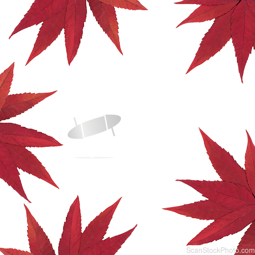 Image of Autumn Staghorn Sumac Leaves Background Nature Border