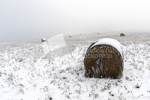 Image of Bales of straw on a field with snow in winter