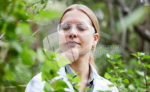 Image of Scientist woman, plants and field research with focus, outdoor and glasses for safety, analysis and growth. Female science, forest or woods with leaves, plastic goggles or inspection for pharma study