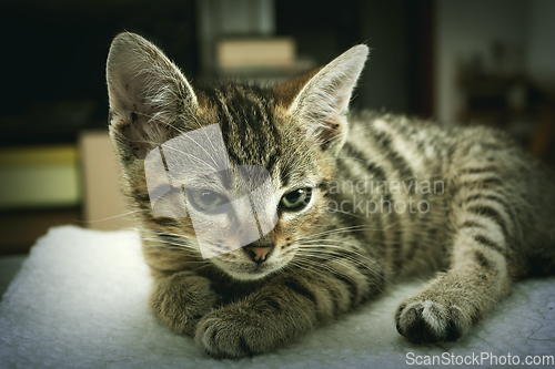 Image of cute tabby kitten closeup