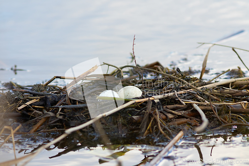 Image of great crested grebe nest with eggs