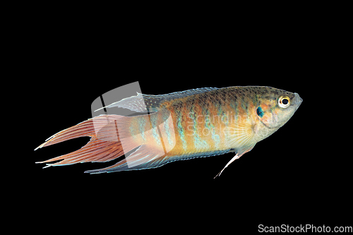 Image of male paradise fish on dark background