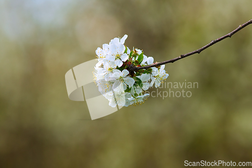 Image of Prunus cerasifera in bloom