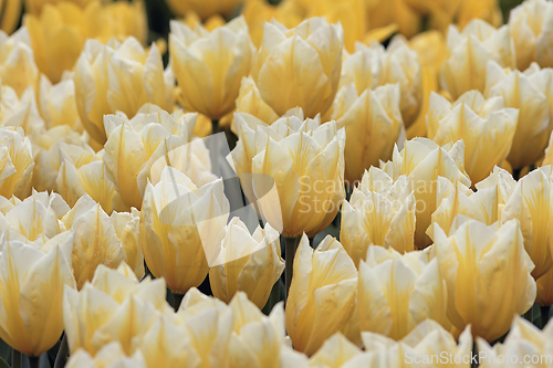 Image of yellow tulips field