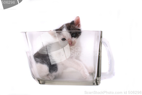 Image of small cat in the glass