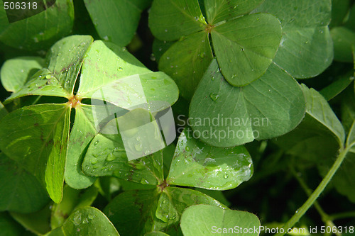 Image of green background