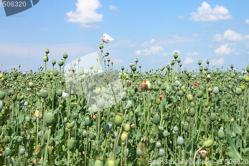 Image of poppy