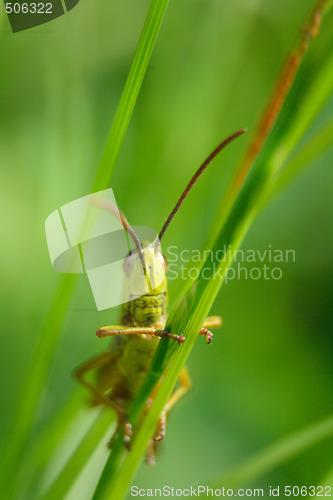 Image of grass hopper