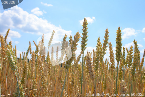 Image of corn