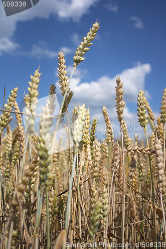 Image of corn