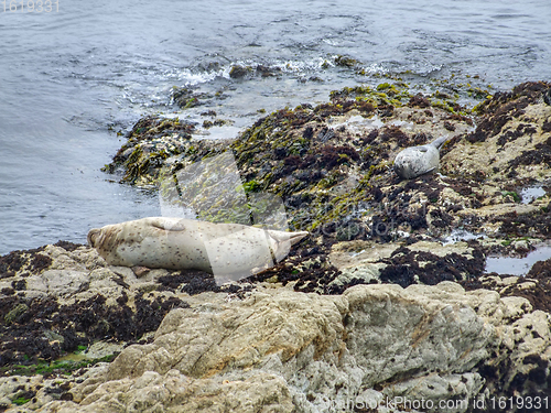 Image of seals in California