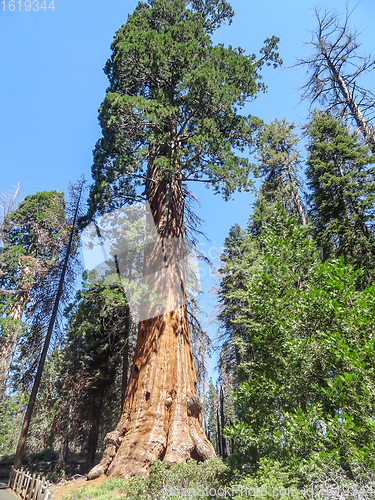 Image of Sequoia National Park