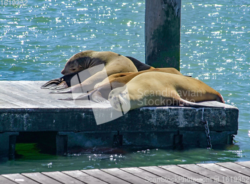 Image of sea lions in San Francisco