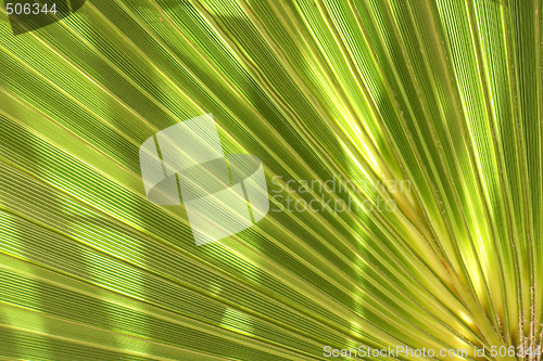 Image of green background