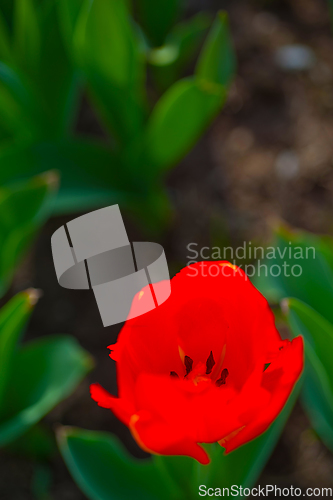 Image of colorful tulips field