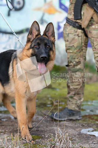 Image of military working dog in action on the battlefield.