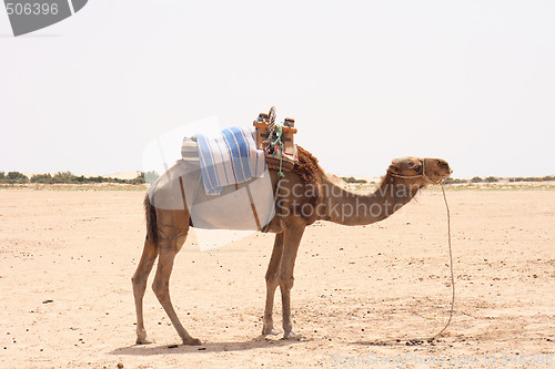 Image of camel 