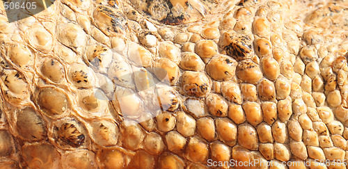 Image of aligator skin