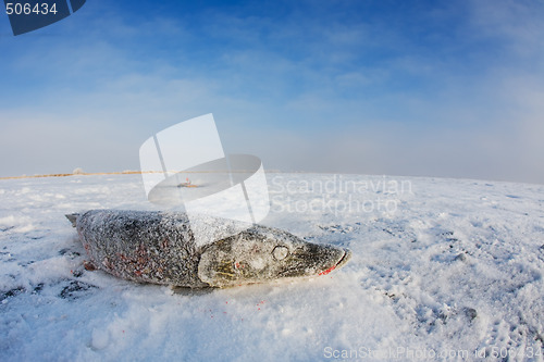 Image of Northern pike on ice