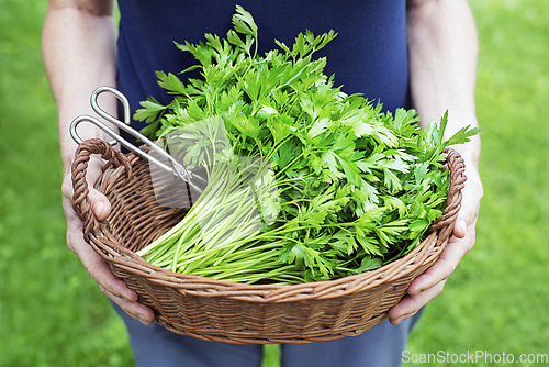 Image of Parsley harvest